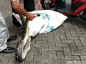 Ular Sanca yang Mangsa 2 Ayam Ditangkap di Pasar Legi Ponorogo