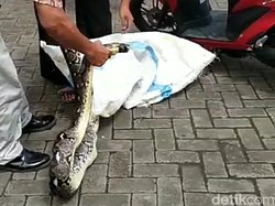 Ular Sanca yang Mangsa 2 Ayam Ditangkap di Pasar Legi Ponorogo