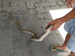 Video Ular Sanca Terjebak di Kandang Merpati Gegerkan Warga Ciamis Video Ular Sanca Terjebak di Kandang Merpati Gegerkan Warga Ciamis