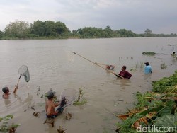 Masuk Musim Hujan, Warga Lamongan Berburu Ikan Mabuk di Bengawan Solo