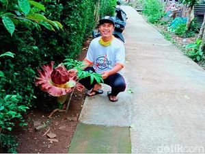 Bunga Bangkai Suweg Tumbuh di Pinggir Jalan Arah Pemakaman di Salatiga Bunga Bangkai Suweg Tumbuh di Pinggir Jalan Arah Pemakaman di Salatiga