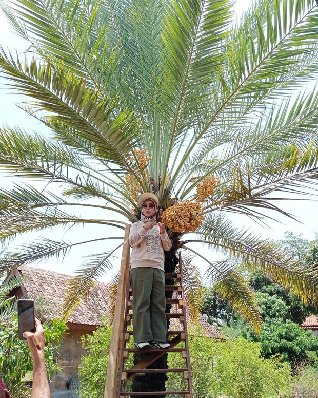 kebun kurma/sumber:instagram.com/wisatakebunkurma/ kebun kurma