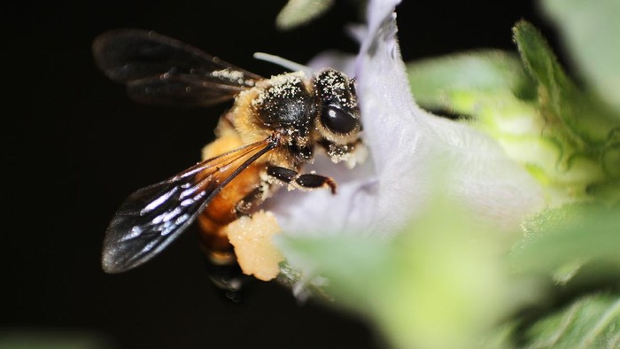 Mitos Tawon Gung, Fakta di Balik Sengatan Maut yang Merenggut Nyawa Nenek