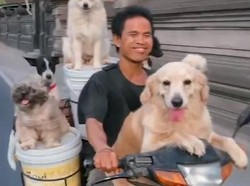 Santuy! Pemotor asal Bali Bonceng 6 Anjing Pakai Motor Bebek Supra