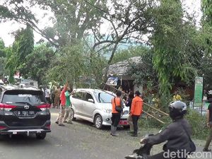 Video Pohon Tua Tumbang Timpa Mobil Plat Merah di Subang