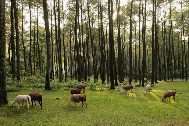 Taman safari prigen/sumber:instagram.com/tamansafariprigen/ Taman safari prigen
