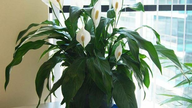 Tanaman hias di dalam rumah