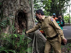 Pemkot Bogor Pangkas 300 Pohon karena Rawan Tumbang