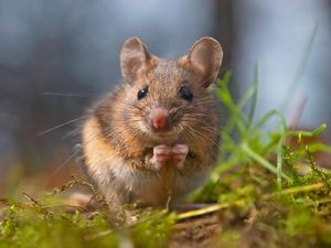 Waduh! Dua Warga Washington DC Dilaporkan Terinfeksi Hantavirus Waduh! Dua Warga Washington DC Dilaporkan Terinfeksi Hantavirus