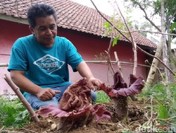 Geger! 15 Bunga Bangkai Suweg Tumbuh di Lahan Warga Kuningan