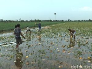 Sawah Terendam Banjir, Petani Semangka dan Melon di Lamongan Gigit Jari
