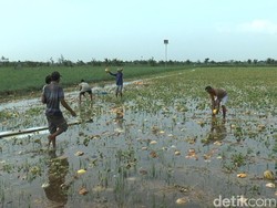 Sawah Terendam Banjir, Petani Semangka dan Melon di Lamongan Gigit Jari