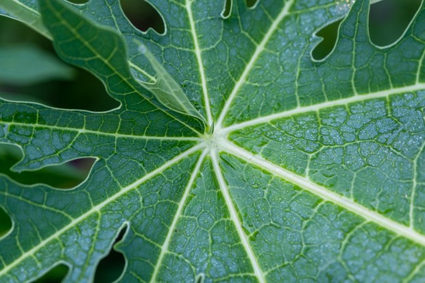 daun pepaya dapat membasmi hama seperti rayap, ulat dan aphids/freepik.com