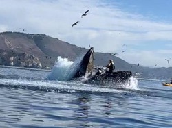 Waduh, Paus Bungkuk Menelan 2 Kayaker?