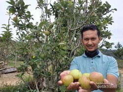 Bukan Cuma Kopi, Aceh Juga Punya Kebun Apel