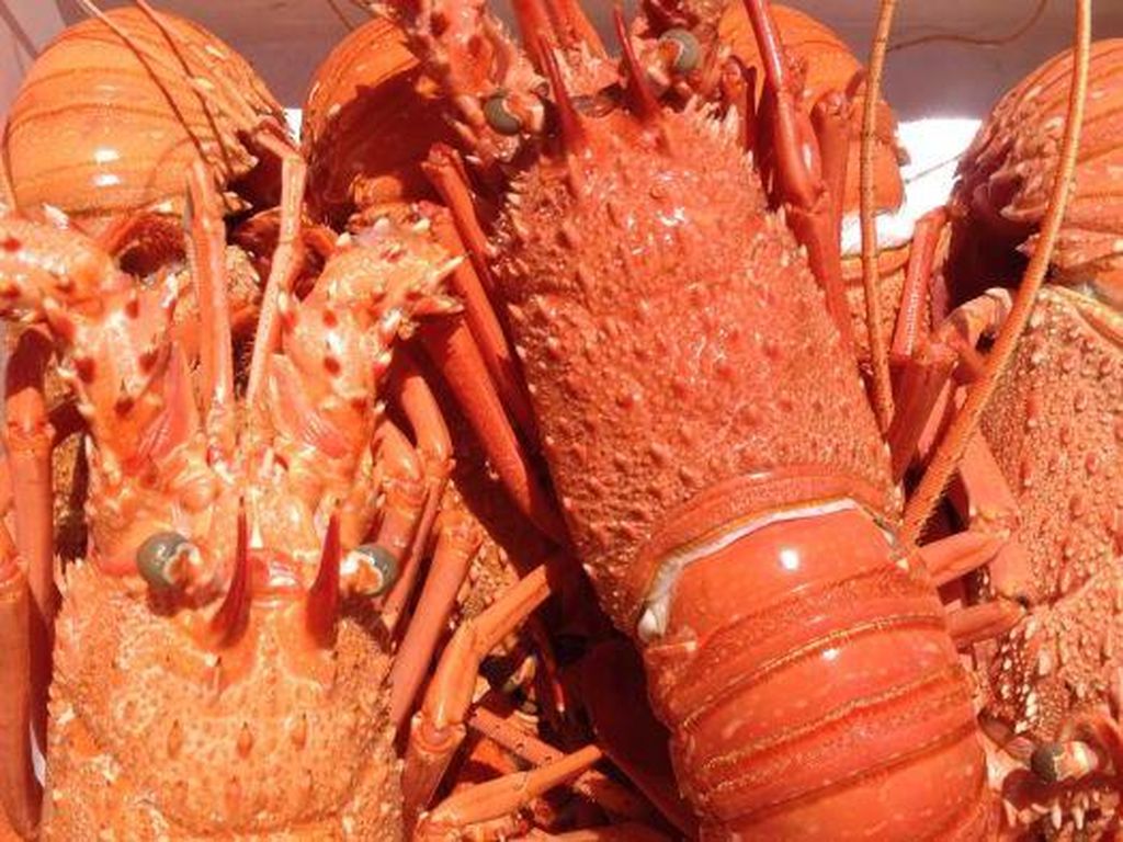 Ini Manfaat dan Kandungan Gizi Daging Lobster Ini Manfaat dan Kandungan Gizi Daging Lobster