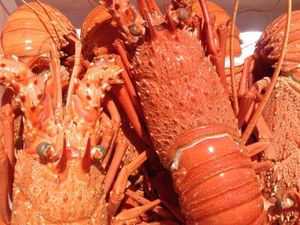 Ini Manfaat dan Kandungan Gizi Daging Lobster Ini Manfaat dan Kandungan Gizi Daging Lobster