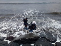 Lumba-lumba Terdampar di Pantai Bali, Sempat Dievakuasi namun Mati