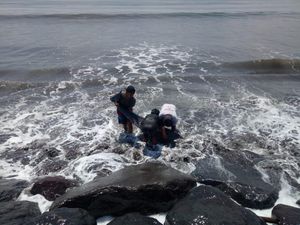 Sempat Dievakuasi, Lumba-lumba yang Terdampar di Bali Mati Sempat Dievakuasi, Lumba-lumba yang Terdampar di Bali Mati