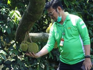 Mimpi RI Jadi Rajanya Durian di Pasar Dunia
