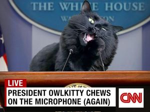 Kucing Hitam Ini Saingi Trump dan Biden di Pemilu AS Kucing Hitam Ini Saingi Trump dan Biden di Pemilu AS