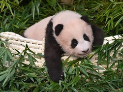 Rindu Panda Fu Bao, Korsel Akan Rilis Film Hello, Grandpa