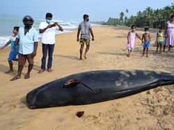Warga Sri Lanka Selamatkan 100 Paus yang Terdampar di Pantai