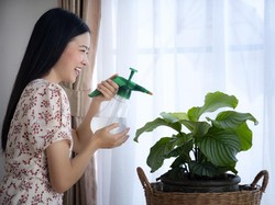 Harga 5 Jenis Calathea, Tanaman Hias yang Hitz Saat Pandemi