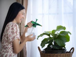 Harga 5 Jenis Calathea, Tanaman Hias yang Hitz Saat Pandemi Harga 5 Jenis Calathea, Tanaman Hias yang Hitz Saat Pandemi