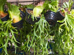 Perbedaan Reaksi Terang dan Reaksi Gelap dalam Proses Fotosintesis