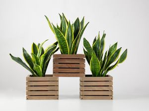 5 Tanaman Hias Bisa Jadi Pembersih Udara Ruangan