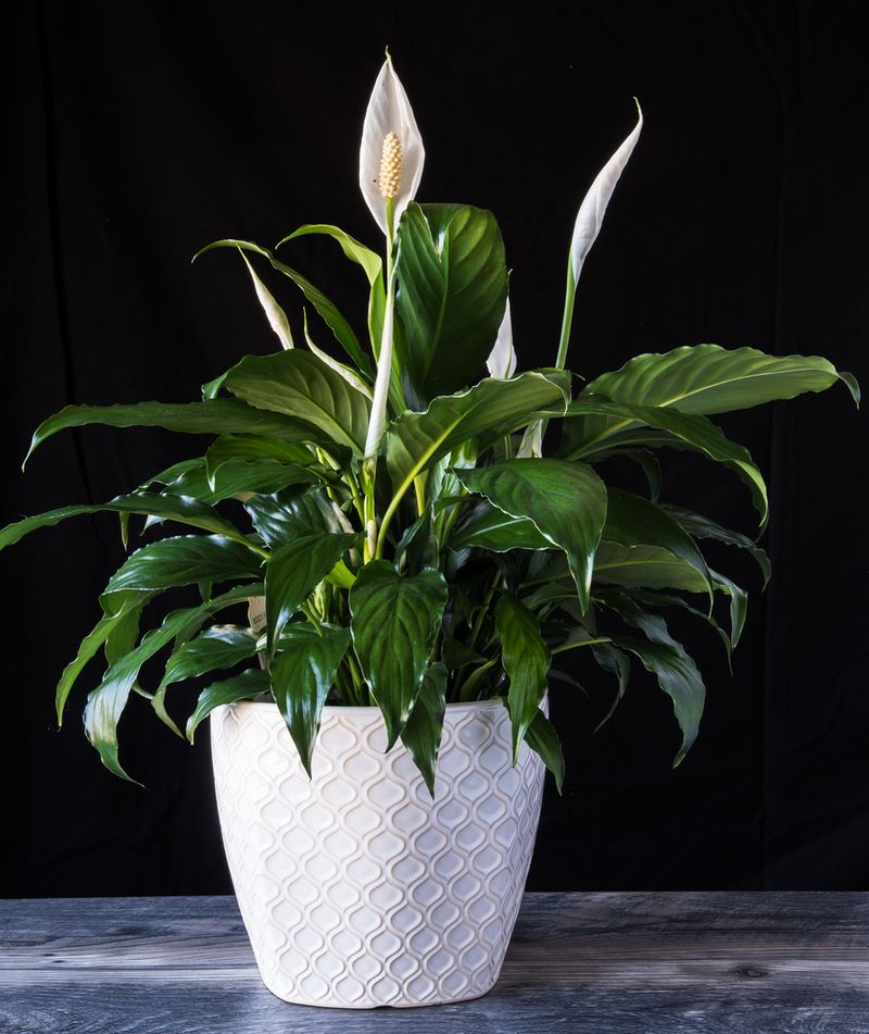 Peace Lily in white flower pot on wood with black background. spathiphyllum houseplant for Valentines Day Foto: Dok. Istock