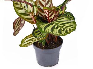 7 Tanaman Hias yang Tidak Membutuhkan Banyak Sinar Matahari