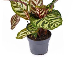 7 Tanaman Hias yang Tidak Membutuhkan Banyak Sinar Matahari