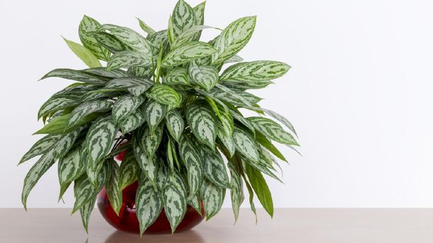 Aglaonema Maria houseplant cuttings in a red glass vase in front of a white wall, Chinese Evergreen