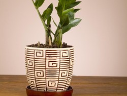 Tanaman Hias Untuk Hadiah, Ini 6 Rekomendasinya