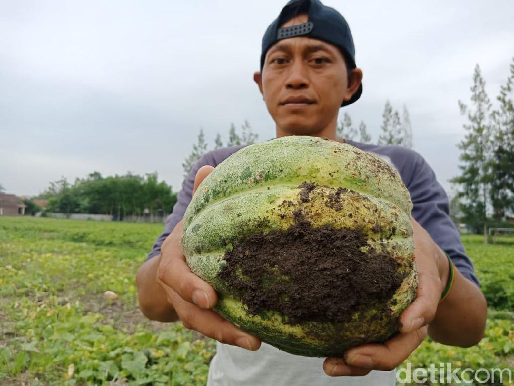 Curhat Petani Blewah di Jombang yang Viral Gegara Gagal Panen