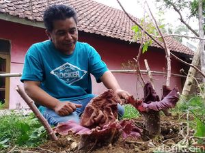 15 Bunga Bangkai Tumbuh di Lahan Warga Kuningan 15 Bunga Bangkai Tumbuh di Lahan Warga Kuningan