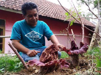 15 Bunga Bangkai Tumbuh di Lahan Warga Kuningan