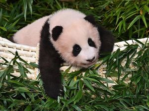 Petik Pelajaran dari Blackpink, Jangan Sembarangan Sentuh Panda