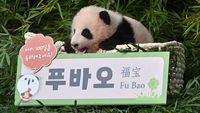 Lucunya Bayi Panda Pertama di Korsel