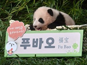 Lucunya Bayi Panda Pertama di Korsel