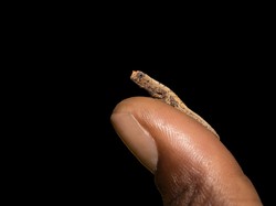 12 Hewan Terkecil di Dunia, Ada yang Sekecil Ujung Kuku Manusia