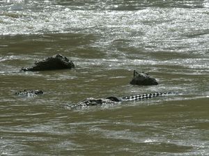 Hilang 9 Bulan, Buaya Berkalung Ban di Palu Kembali Menampakkan Diri