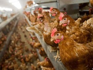 Laporan Rusia soal Pertama Kalinya Flu Burung H5N8 Menular ke Manusia Laporan Rusia soal Pertama Kalinya Flu Burung H5N8 Menular ke Manusia