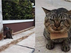 Gemas! Hilang 3 Hari, Kucing Ini Pulang Bawa Catatan Utang Ikan
