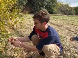 Seru! Bule Barcelona Ini Panen Delima Jumbo Gratis