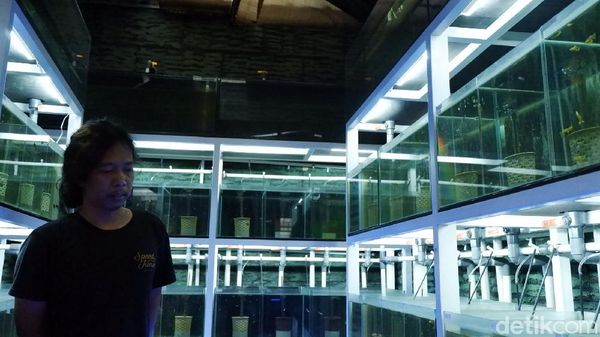 Pemuda Bandung Ini Raup Jutaan Rupiah dari Budidaya Ikan Guppy