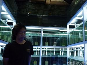Pemuda Bandung Ini Raup Jutaan Rupiah dari Budidaya Ikan Guppy