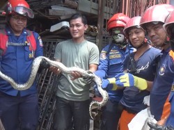 Petugas Damkar Evakuasi Ular Sanca yang Masuk ke Rumah Warga di Makassar